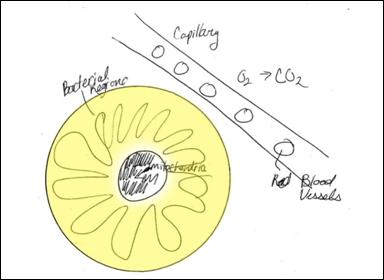 bacterial-region