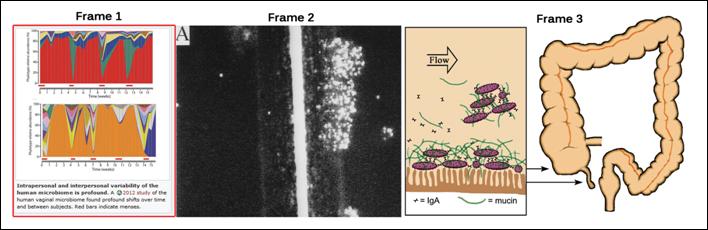 Biofilms