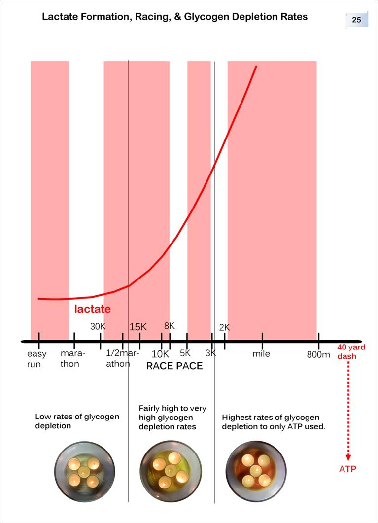 Lactate-Formation