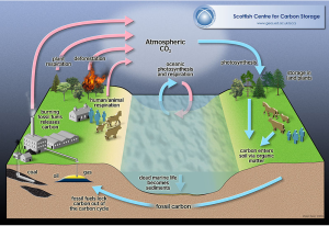 Carbon Cycle