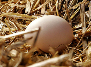 egg