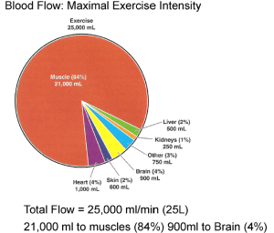 Distribution Blood flow at max
