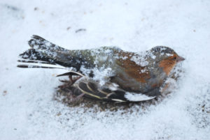 3-dead-frozen-bird