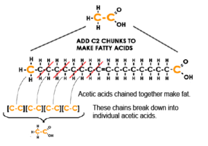 beta-oxidation-of-oleic-aci