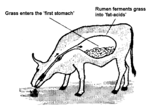 0 a ruminant