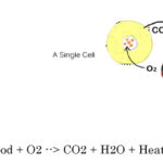 Simple sketch of a cell showing oxygen diffusing into the mitochondria where it combines with carbon atoms to make CO2.