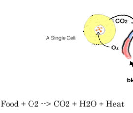 Simple sketch of a cell showing oxygen diffusing into the mitochondria where it combines with carbon atoms to make CO2.