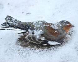 Week 8: Relative VO2 and Metabolism