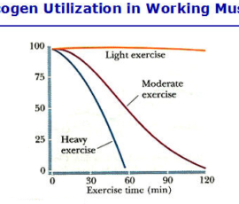 Muscles hardly utilize glycogen during light exercise – so depletion is minimal over time. The heavier or greater the exercise intensity, the greater the quantity and rate of glycogen depletion.