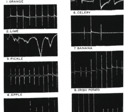 Last lecture, I mentioned something called inverse electroendosmosis. The EKG like images you see are production of a DC current caused by a quick movement of the ions (minerals) in various fresh foods when struck by a hammer. This stuff relates to zeta potential of blood and formulating water for better kidney function, blood flow, and maintaining heart rhythm.