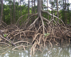 Week 12: Gut and Brain Health, Part 1