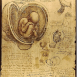 Once you know what aerobic metabolism is at its most fundamental level, you’ll see an embryo ‘breathes’ no differently from its mother or anyone else already born into this world.