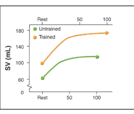 This graph shows the two stroke volumes I used to calculate and compare cardiac output between a sedentary and trained human, namely 60ml and 100ml at rest, respectively. Notice stroke volume flattens or maxes out around 50% of max intensity in each. Now that stroke volume can’t increase, the only way to deliver more blood as exercise intensity increases is for heart rate to increase. When this level of intensity is chronic and excessive – as in marathon running year after year – it places greater mechanical stress on the heart and the coronary arteries. Imagine subjecting your heart to ejecting 150ml or more blood per beat repeatedly and providing the fuel substrate it needs to work this way. This points to the discussions on Energy Starvation, Excessive Endurance Exercise Hypothesis, Stress and Calcium Deposits on Marathon Runner’s Coronary Arteries, and more advanced concepts on blood flow physics.