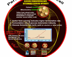 Nutrition is an Active Event