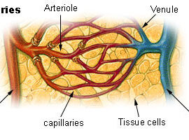 A closeup of a capillary bed. Oxygen gas diffuses into cells of a specific tissue here.