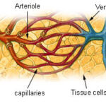 A closeup of a capillary bed. Oxygen gas diffuses into cells of a specific tissue here.