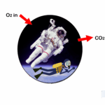 An astronaut and scuba diver are essentially sealed off from air, making it necessary to pipe in O2 and vent CO2 out through a valve.