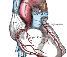 A rare illustration showing a coronary artery as the very first vessel branching off the aorta. The moment blood leaves the heart the coronary arteries return freshly oxygenated blood to maintain heart cell metabolism – specifically muscle contractions. Reducing or cutting off blood flow anywhere in this branch deprives the heart cells’ O2 supply, which slowly kills the section of the heart working under reduced oxygen, or quickly kills cells when cut off.