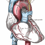 A rare illustration showing a coronary artery as the very first vessel branching off the aorta. The moment blood leaves the heart the coronary arteries return freshly oxygenated blood to maintain heart cell metabolism – specifically muscle contractions. Reducing or cutting off blood flow anywhere in this branch deprives the heart cells’ O2 supply, which slowly kills the section of the heart working under reduced oxygen, or quickly kills cells when cut off.