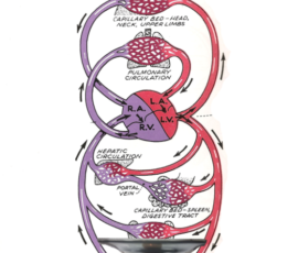 A more complete view of the system. Freshly oxygenated blood circulates away from the heart through a series of progressively narrower vessels into microscopic capillary beds where specific cells - e.g. brain, muscles, including the heart itself - all consume oxygen to stay alive.