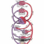 A more complete view of the system. Freshly oxygenated blood circulates away from the heart through a series of progressively narrower vessels into microscopic capillary beds where specific cells - e.g. brain, muscles, including the heart itself - all consume oxygen to stay alive.
