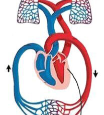 After entering through the lungs into the blood, oxygen (dissolved in blood as gas) flows away from the heart.
It takes approximately 70 seconds for blood to return to the heart after freshly oxygenated blood exits the heart.