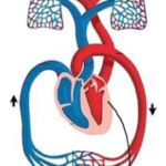 After entering through the lungs into the blood, oxygen (dissolved in blood as gas) flows away from the heart.
It takes approximately 70 seconds for blood to return to the heart after freshly oxygenated blood exits the heart.