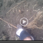 A plant's structure branches into a series of narrower vessels - from stem to roots - exactly like the aorta branches into progressively smaller arteries down to capillaries.