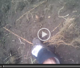 A plant's structure branches into a series of narrower vessels - from stem to roots - exactly like the aorta branches into progressively smaller arteries down to capillaries.